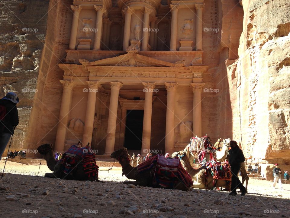 Camels at the Treasury, Petra