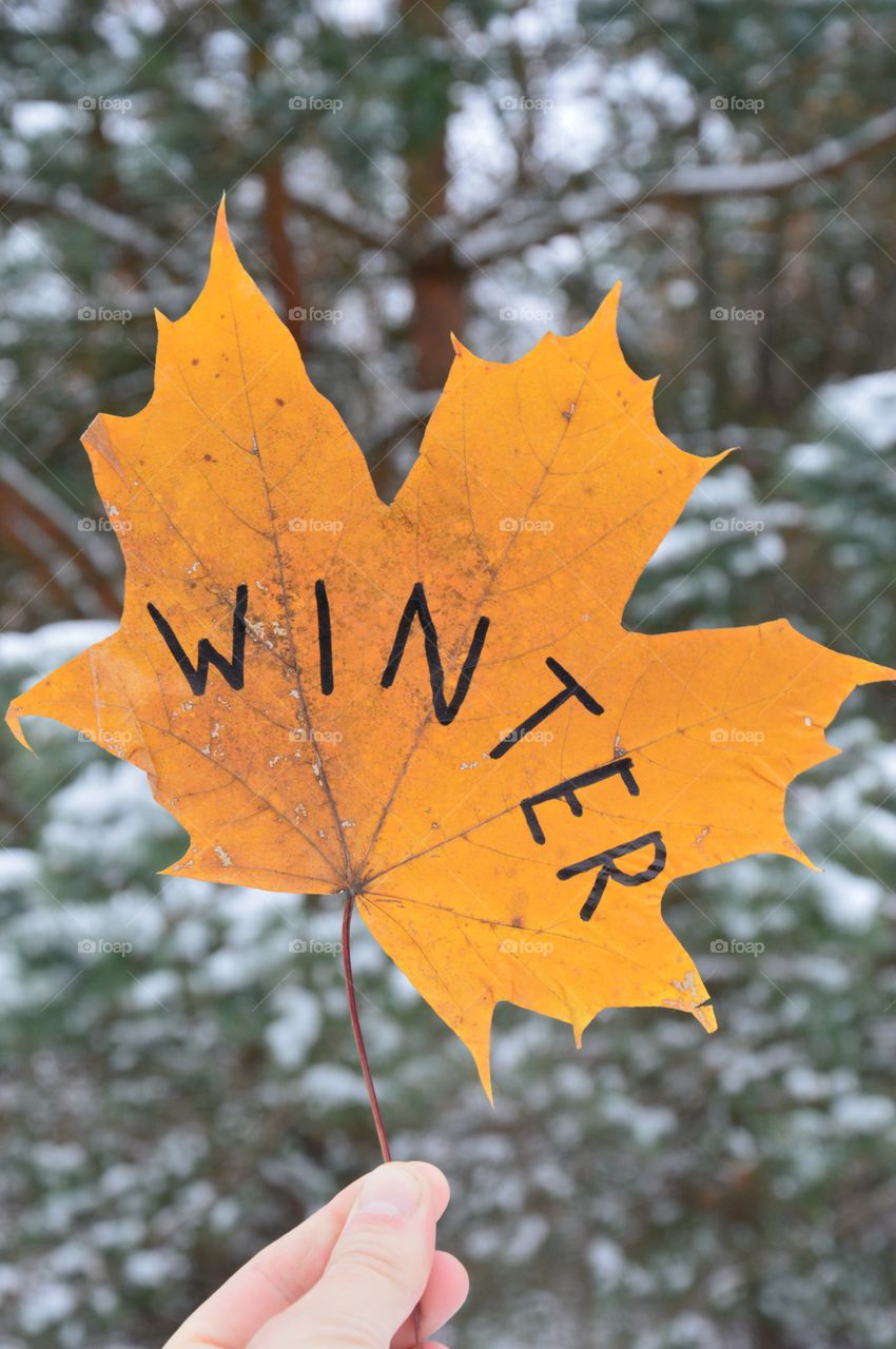 Maple leaves at winter