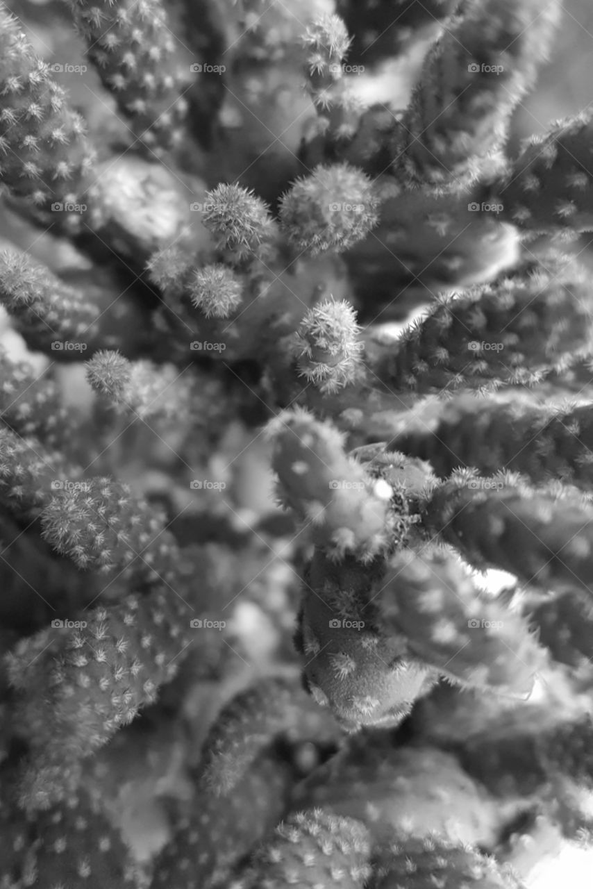 cactus grayscale