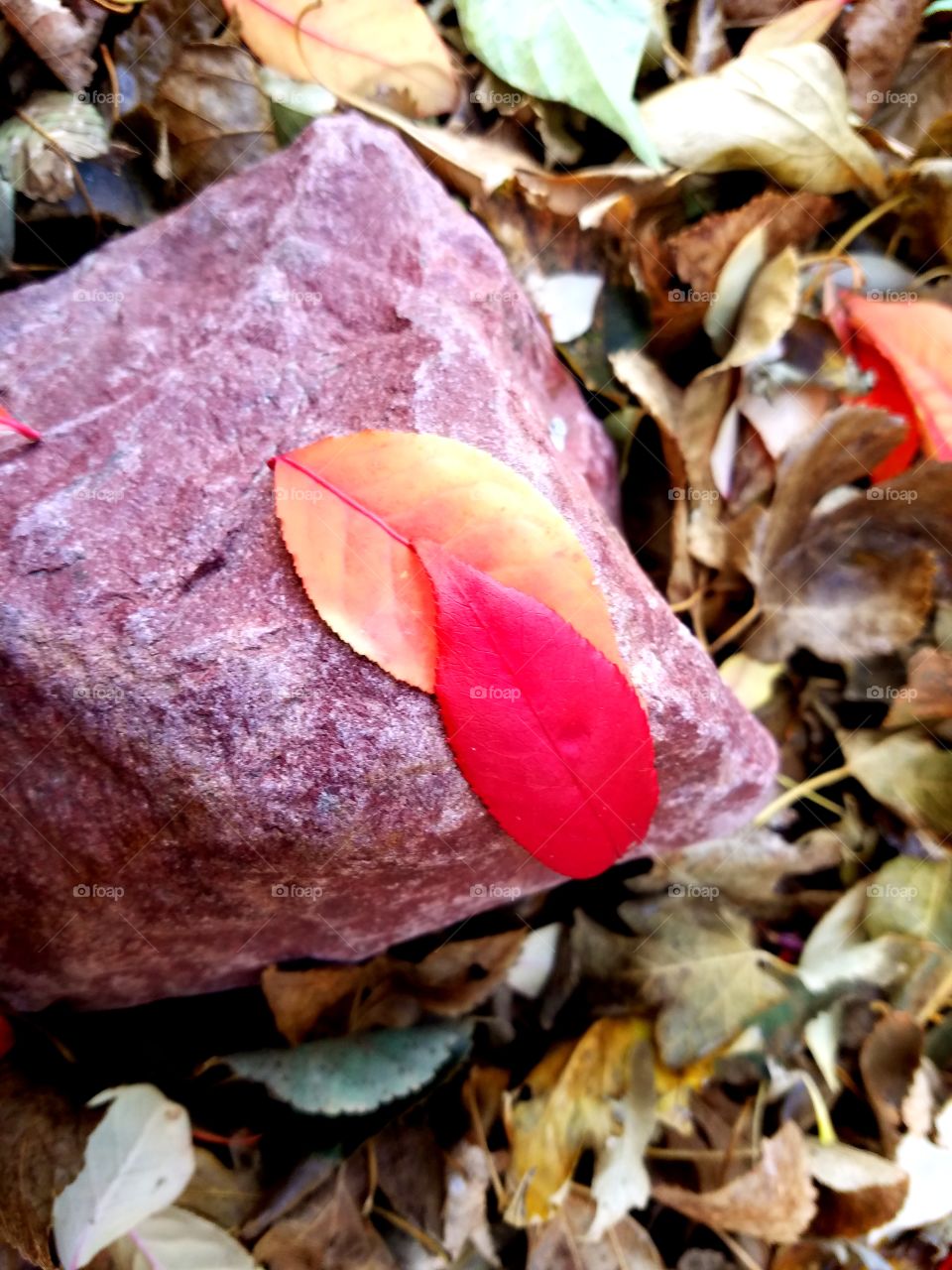 Beautiful Fall leaves in nature on a rock