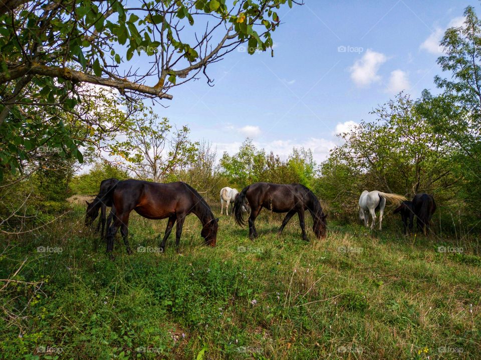 Horses and foals graze in the forest. Nature.