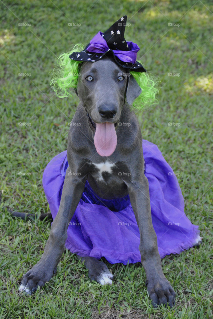 Great dane dressed up as a green haired witch