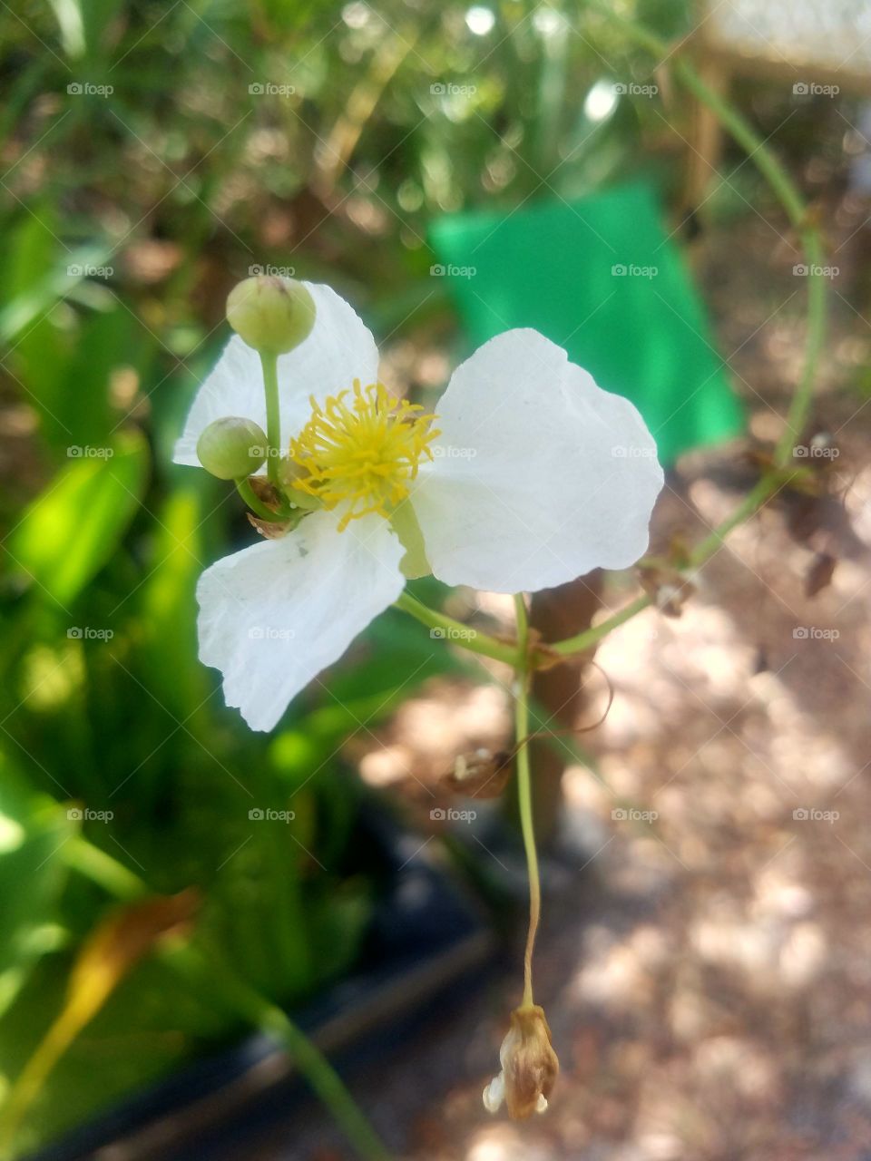 Spring Blossoms in the Bog