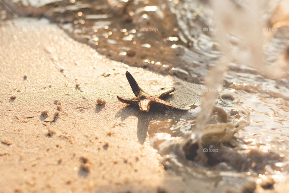 star fish on the beach. star fish trying to get to the sea