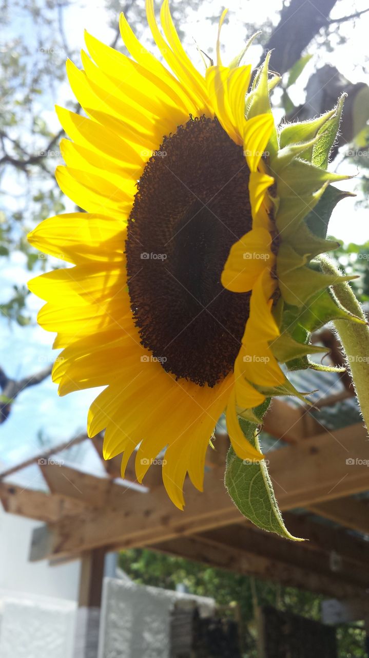 Sunflower shining