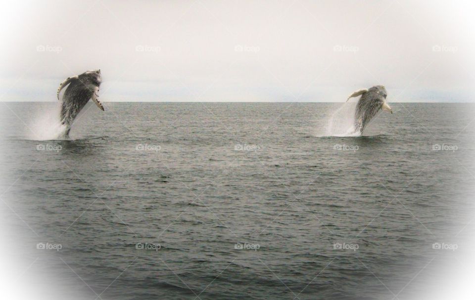 Humback whales in Iceland