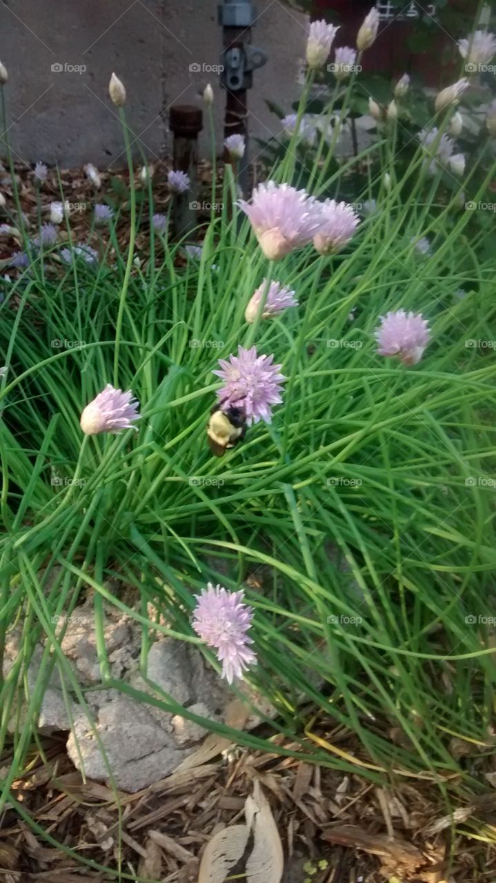 Bumble Bee on Chives