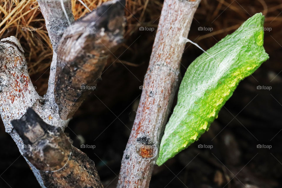 Brown and green chrysalis