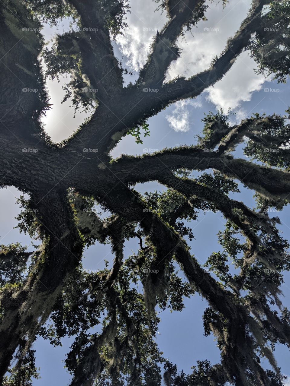 tree sky