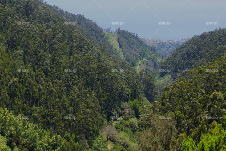 Pentes escarpées de Madère recouvertes de forêts plongeant jusqu'à l'océan 