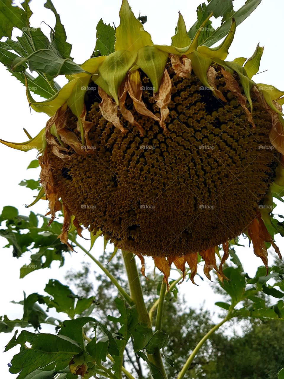 nice big sunflower without leaves