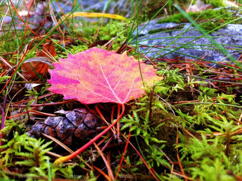 Red aspen leaf in forest in fall.