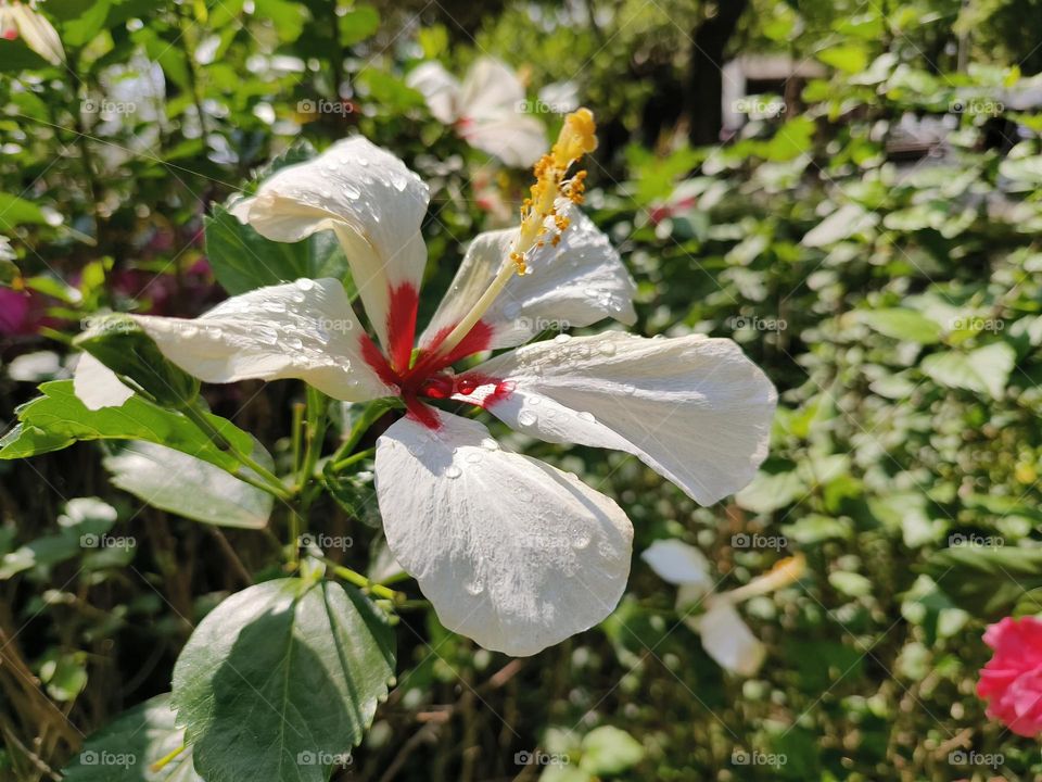 Bright Hibiscus in Chulu Ranch