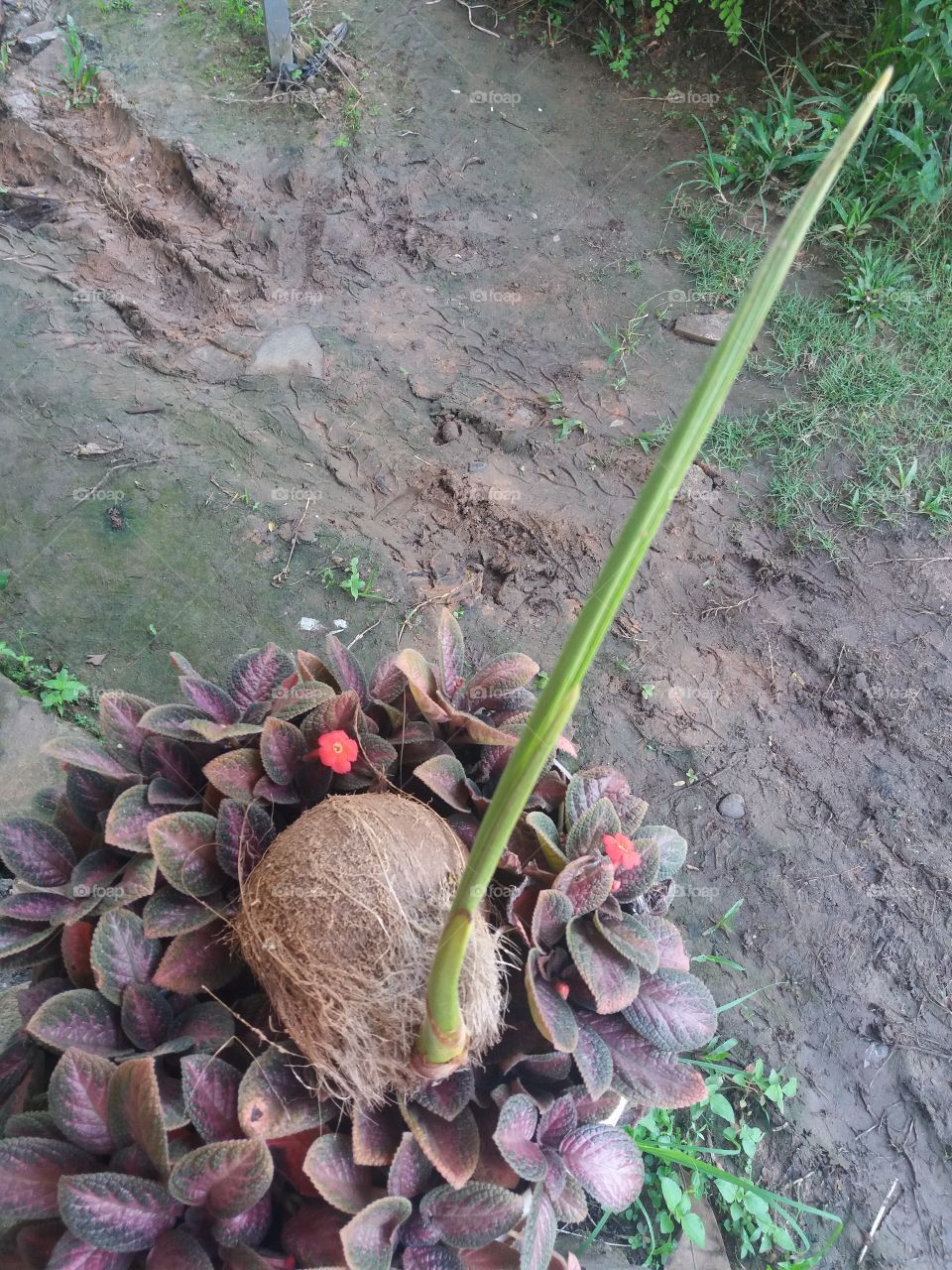 tunas kelapa
