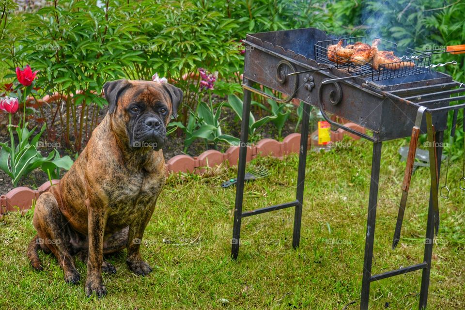 Dog, Cute, Grass, Mammal, No Person