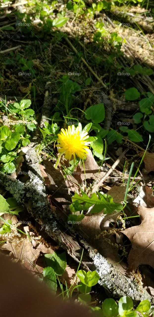 Sunny Dandelion