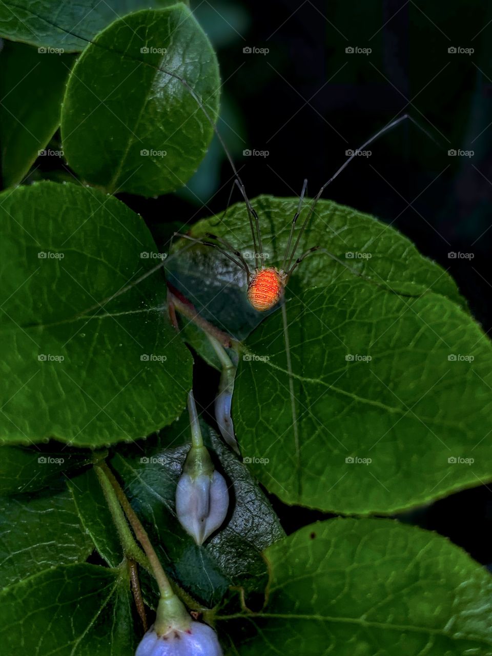 Very small juvenile Harvestman 