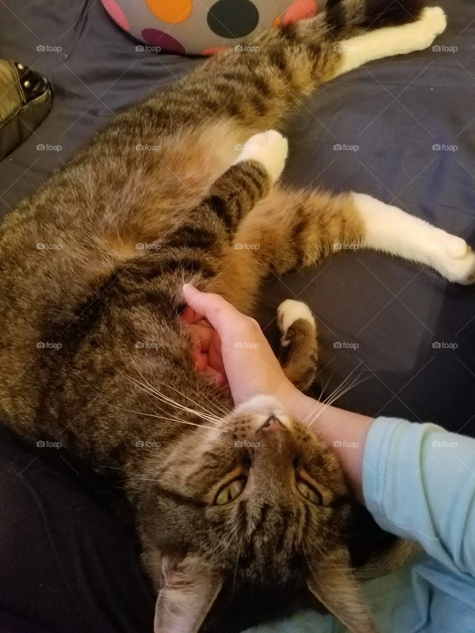 Cat loves tummy rubs