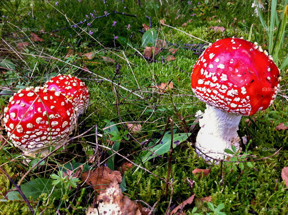 Fly agaric. 