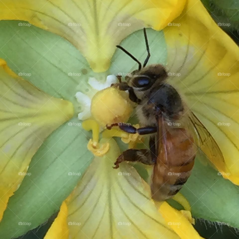 Bee on a flower