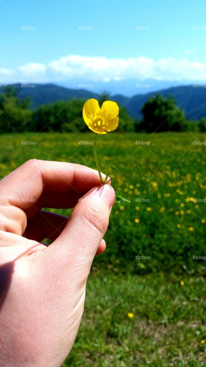 field with flowers in the middle of the mountain