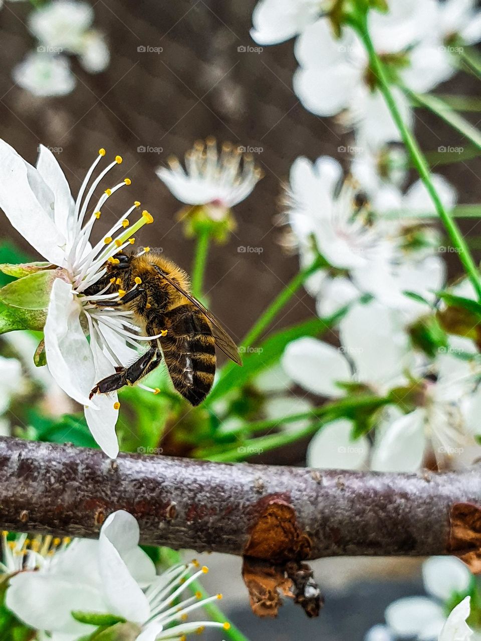 Macro photo, bee, blooming