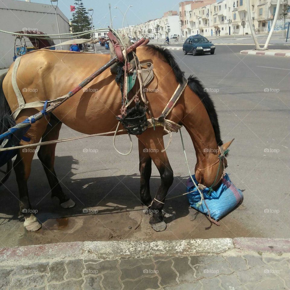 pet's Dinner : horse S dinner