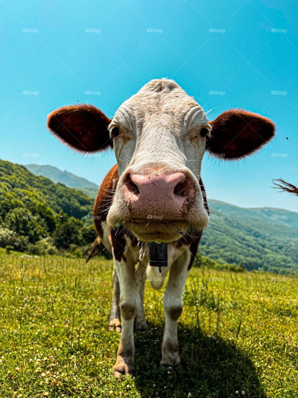 Cute cow