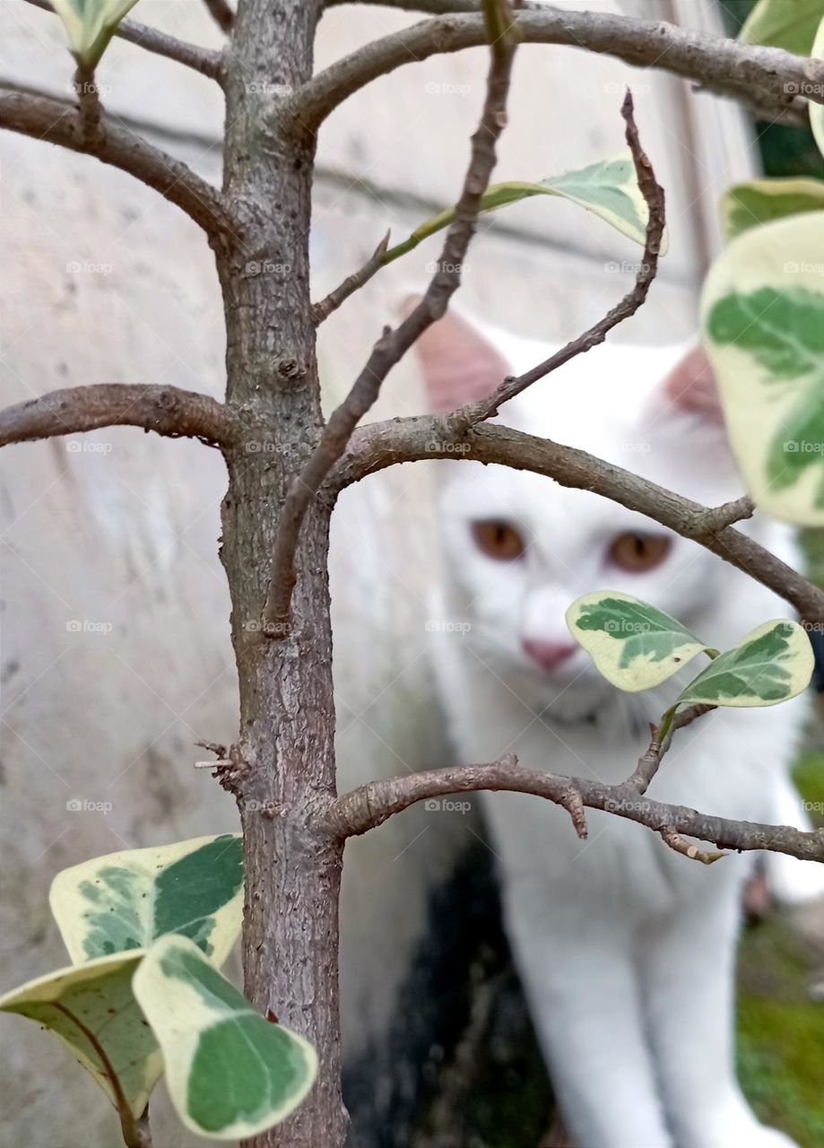 Cat behind a plant
