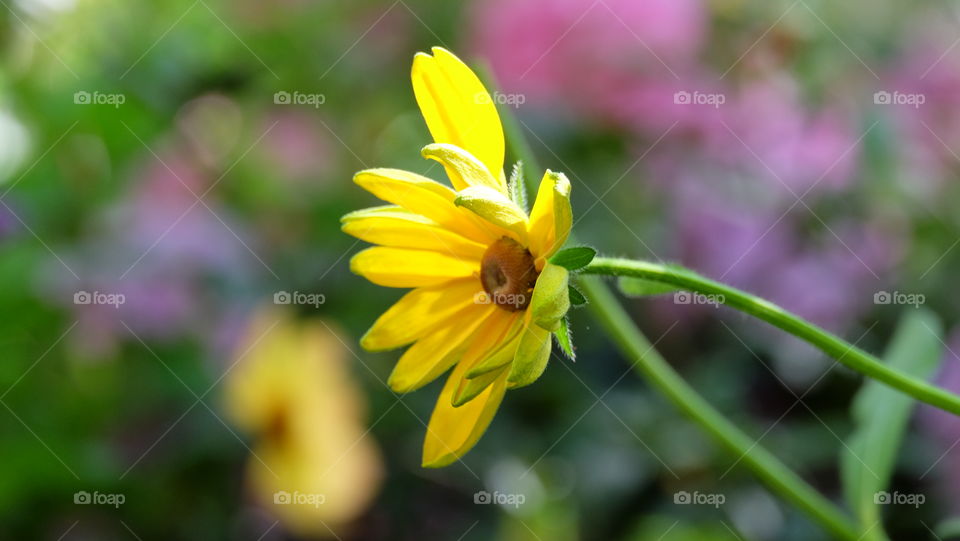 Bright yellow flower