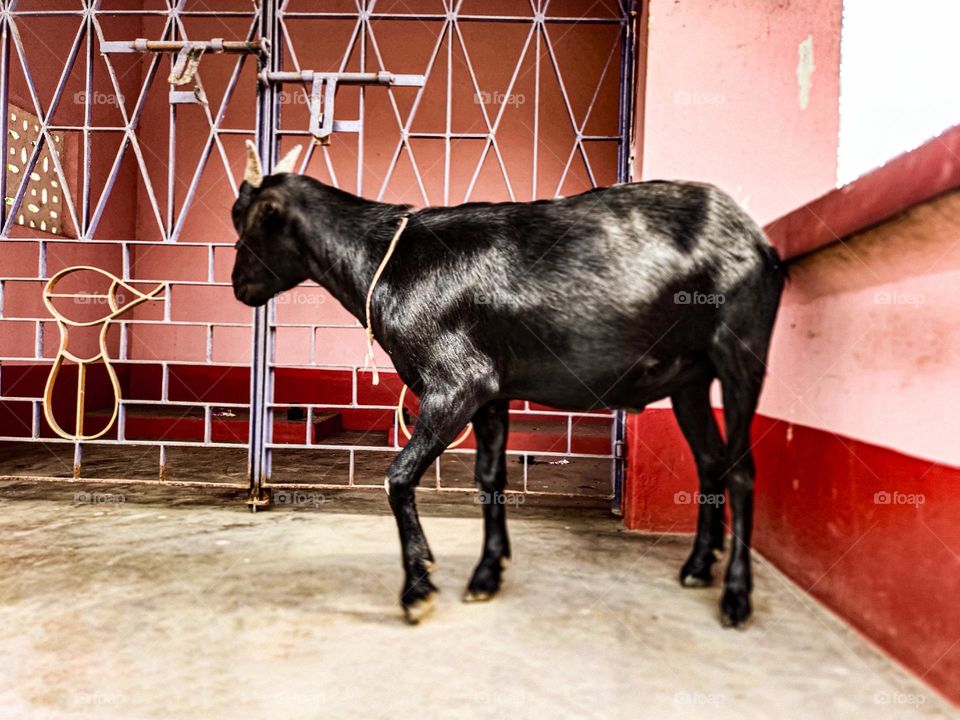 I took the picture of this goat. The picture of the goat is very beautiful.  This picture is a picture of our village goat.