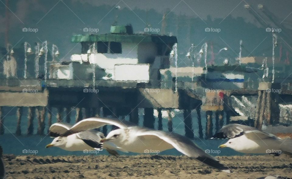Sea gull trio in flight
