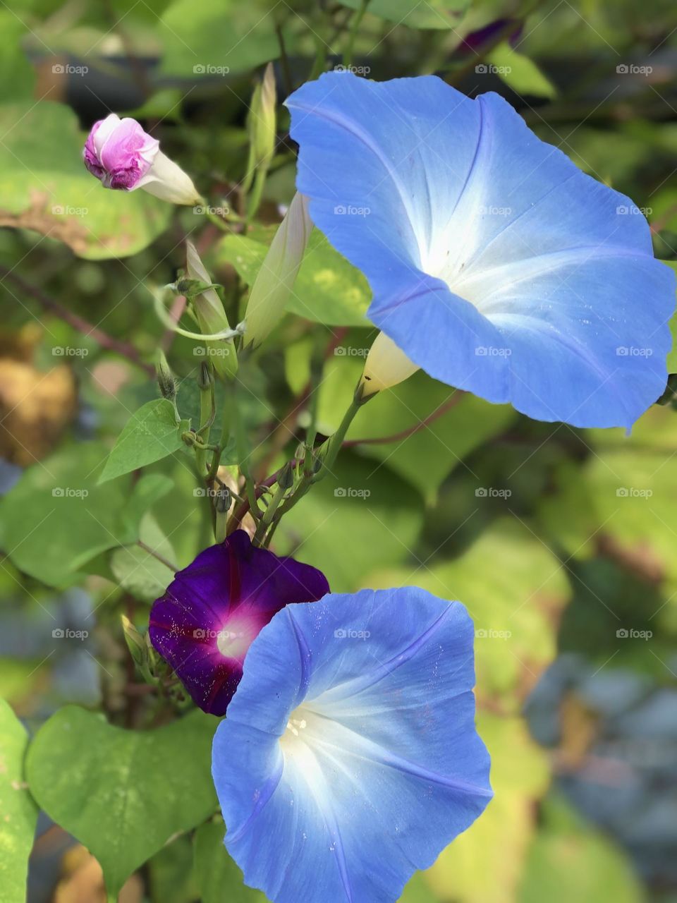Beautiful blue and purple flowers surrounded by greenery 