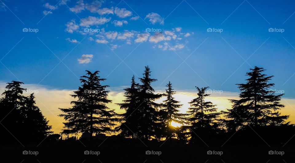 Silhouette  pine trees