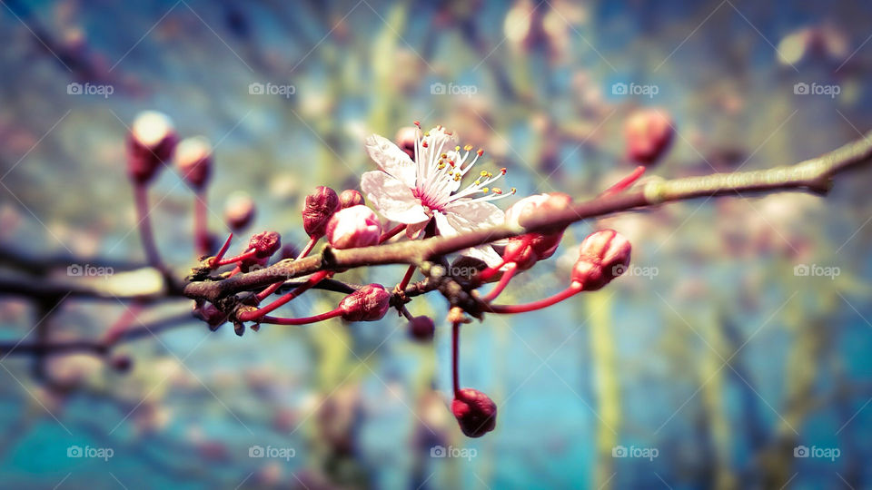 English garden blossom tree in the spring sun