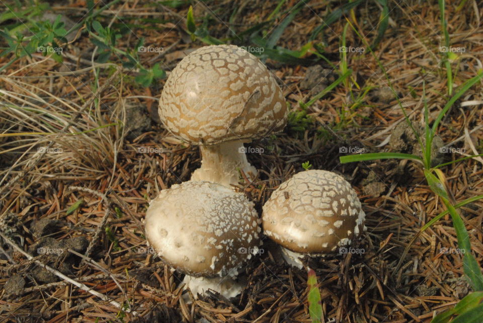 amanita rubescens mushroom