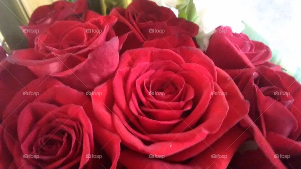 Roses my love