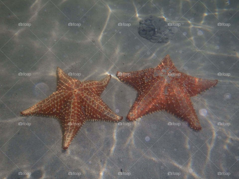starfish couple