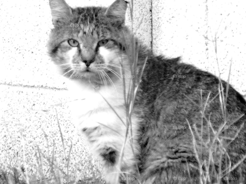 old Tom cat