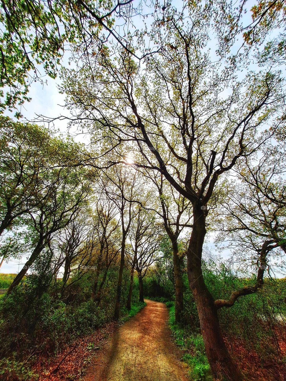 Image of the Wivenhoe Trail, Colchester, Essex, UK lined with trees showing bright green spring foliage