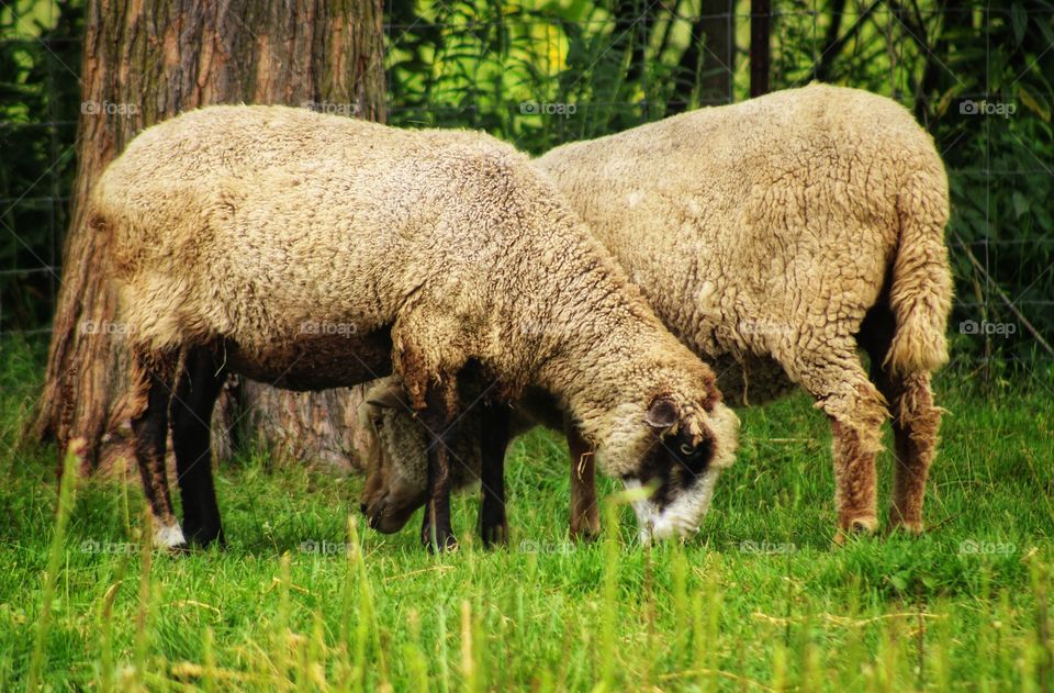 sheeps in opposite directions