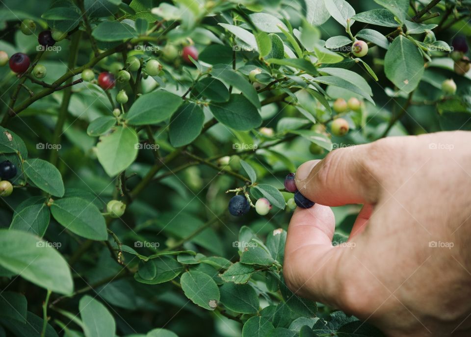 Picking wild berries 