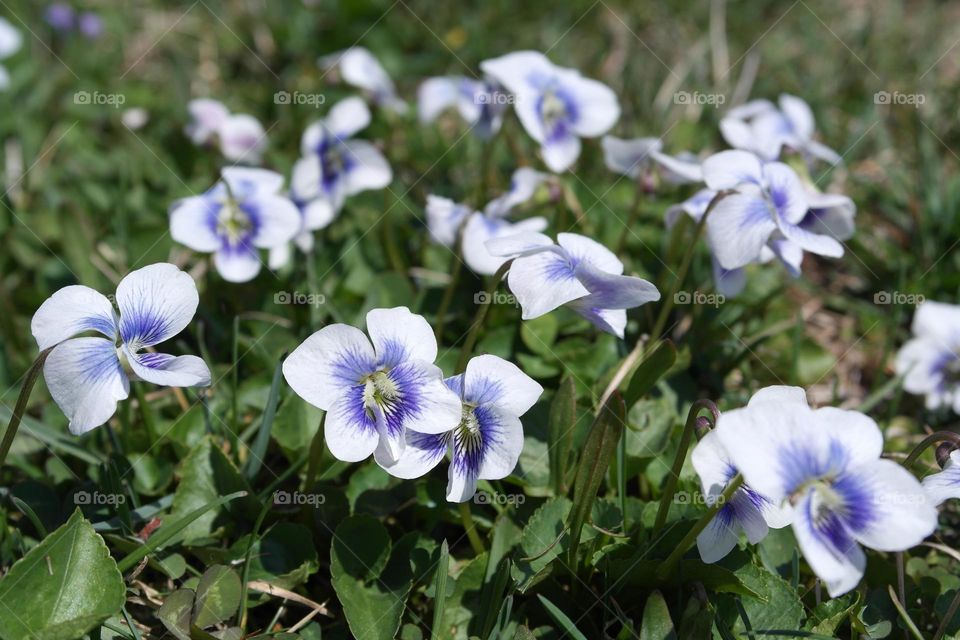 White violets in spring sunny day 