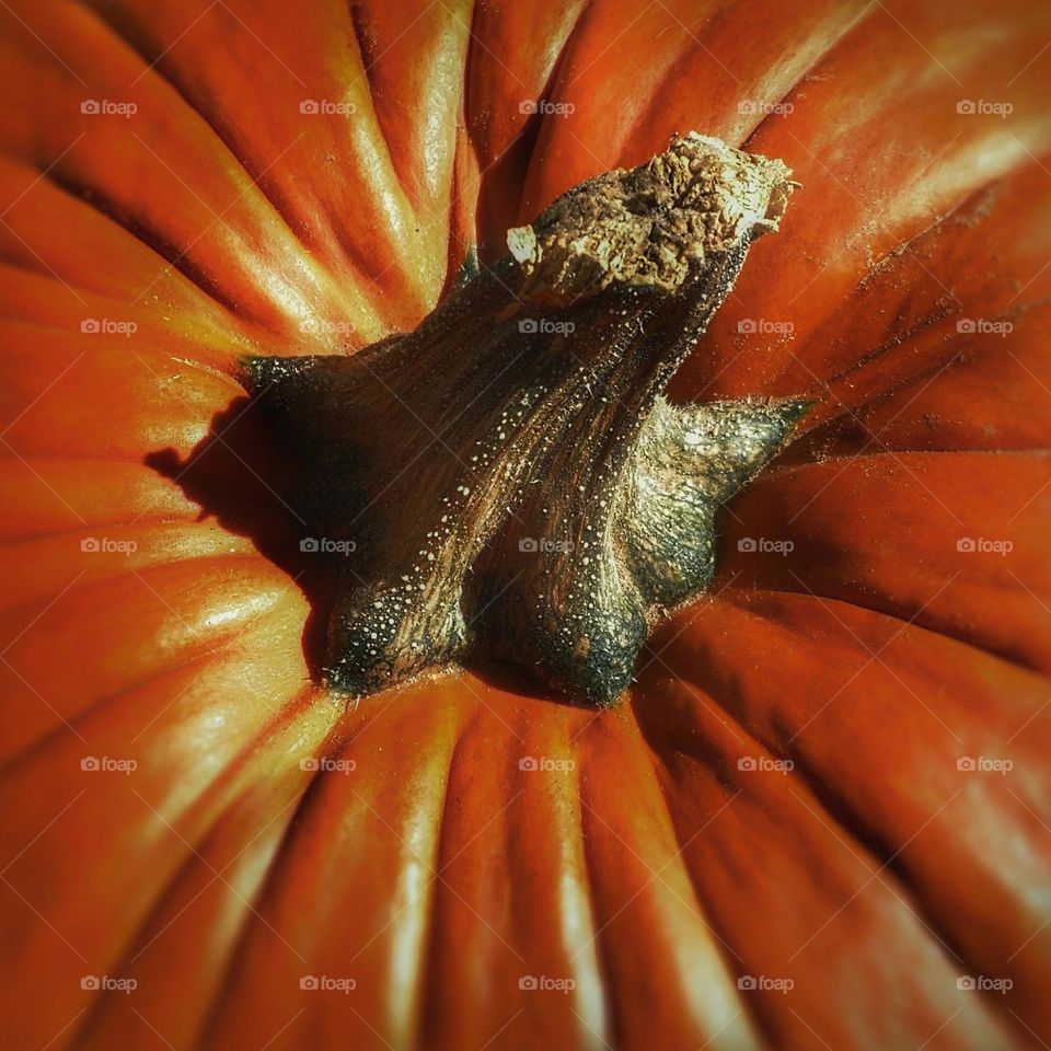 Close up of Pumpkin Stem