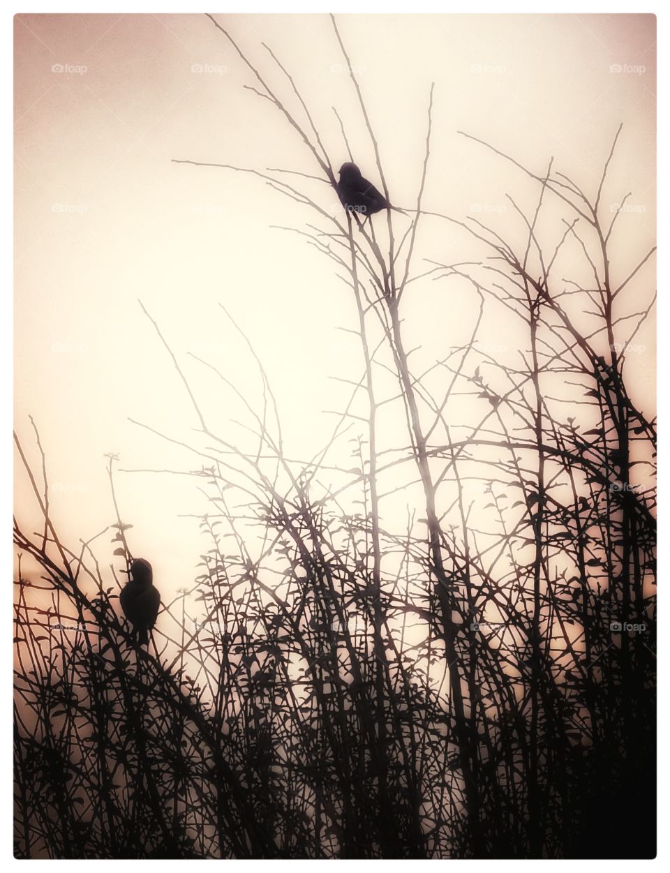 Silhouette birds