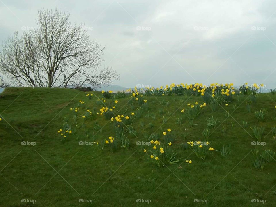 Daffodil- Scotland's beauty