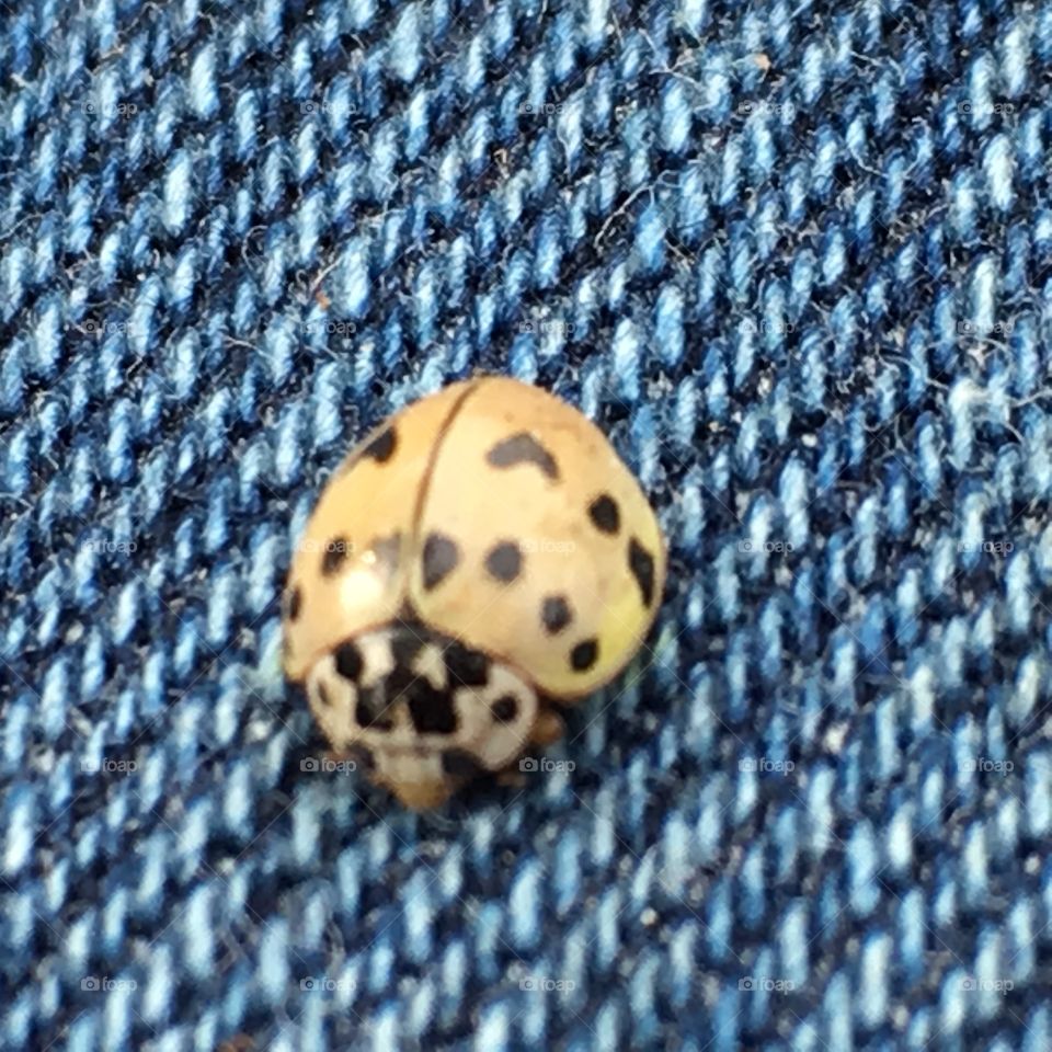 Golden Ladybug 