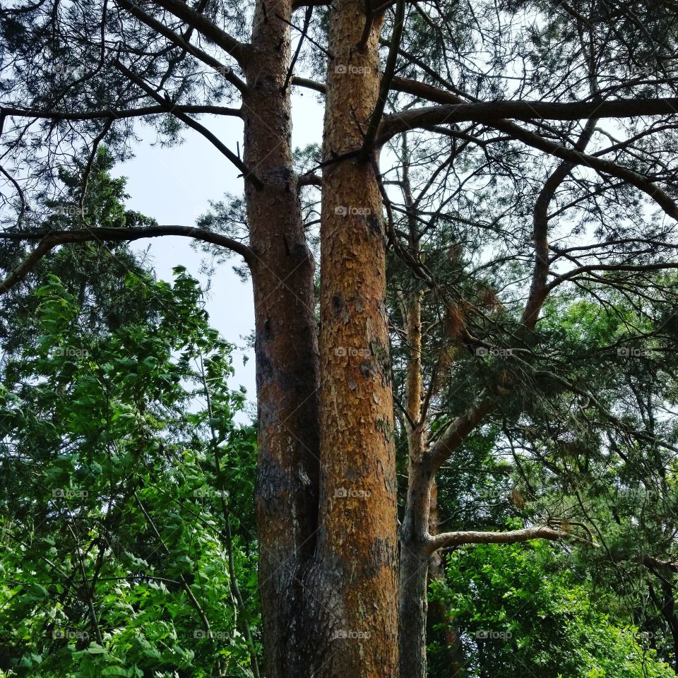 Scotch pine