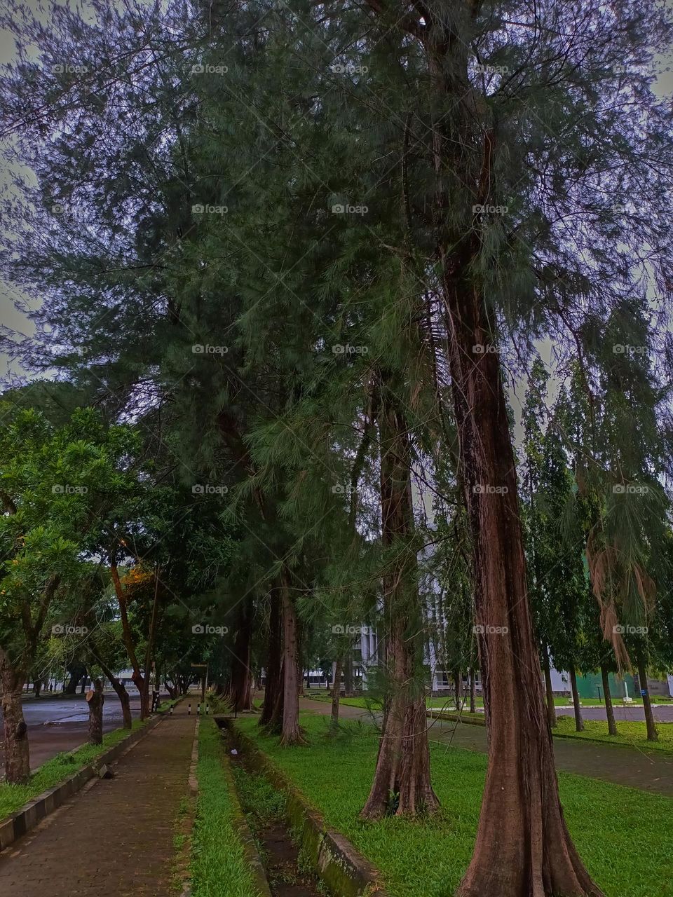 Paths of the park with tall green trees on a sunny day along which people walk. No people