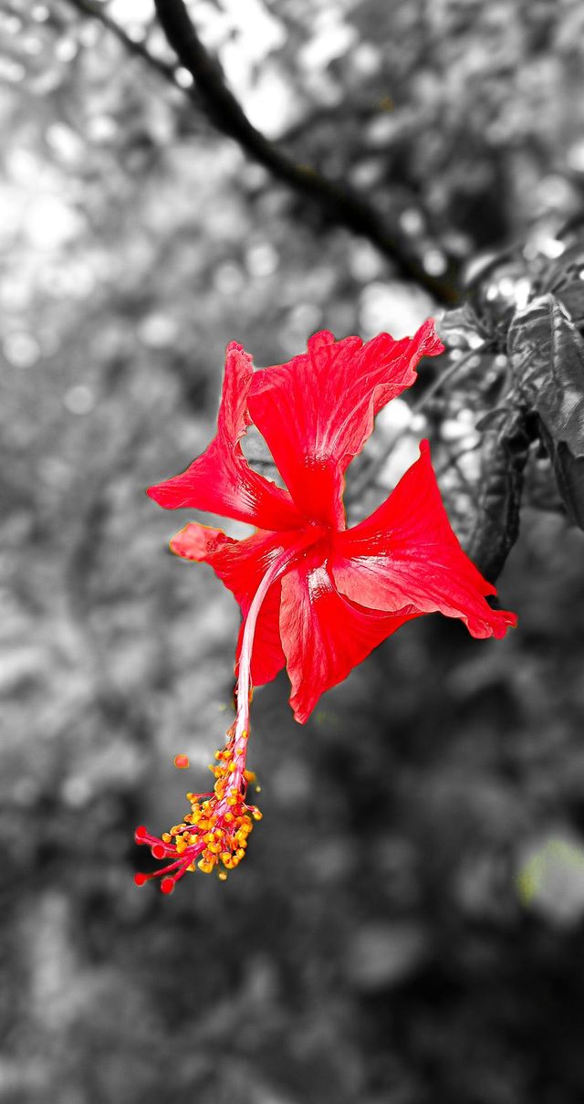 flower photo editing full hd